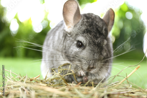 Cute funny grey chinchilla with hay on green grass, closeup photo