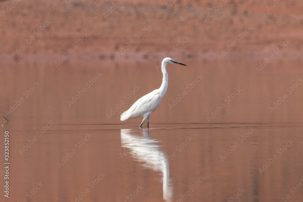 Obraz premium Egret