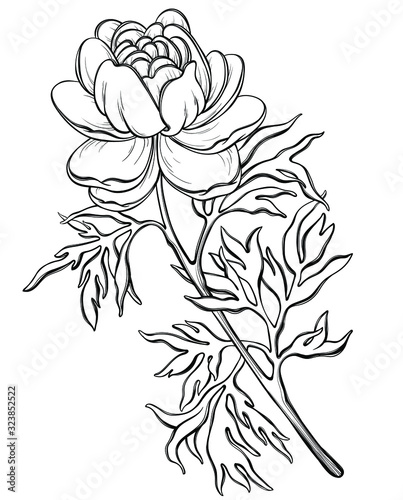 Hand drawn beautiful monochrome rose isolated on background. Element for  special your day, wedding, birthday, Valentine's day, blogs, prints. Hand drawn vector illustration. 