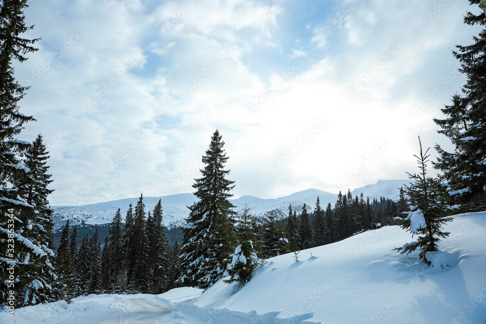 Picturesque view of snowy coniferous forest on winter day