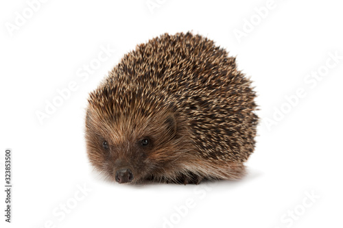 cute young hedgehog