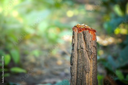 Wallpaper Mural Tree stump and green natural background in forest. Concept of nature conservation and global warming. Campaign to stop deforestation. Torontodigital.ca