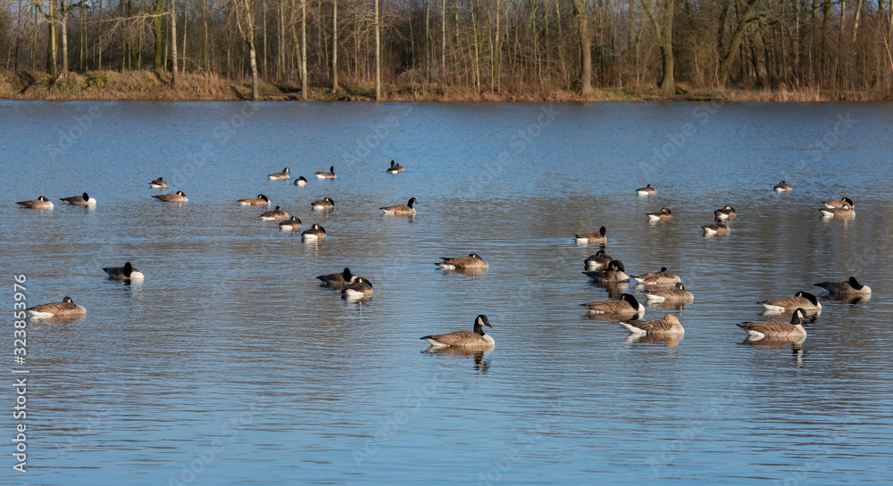 Weißwangengänse machen Rast auf einem See Weißwangengänse machen Rast auf einem See