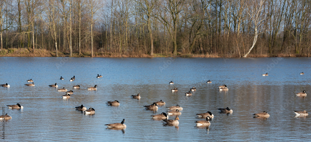 Weißwangengänse machen Rast auf einem See Weißwangengänse machen Rast auf einem See