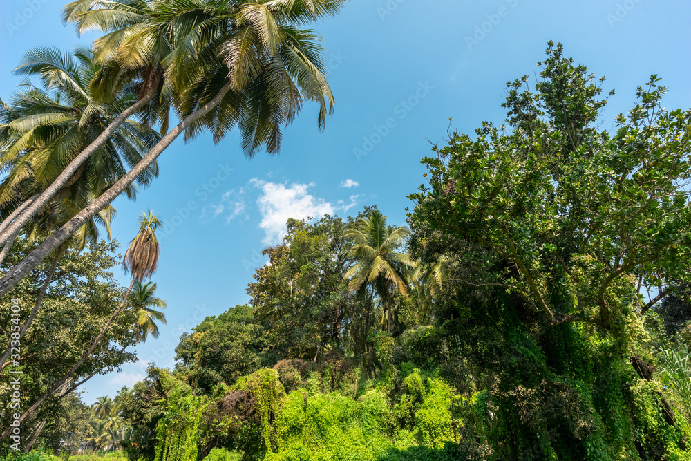 Rainforest. Thickets of dense green plants. The jungle background. The lush flora of the tropics. Palms, trees, creepers on blue sky.