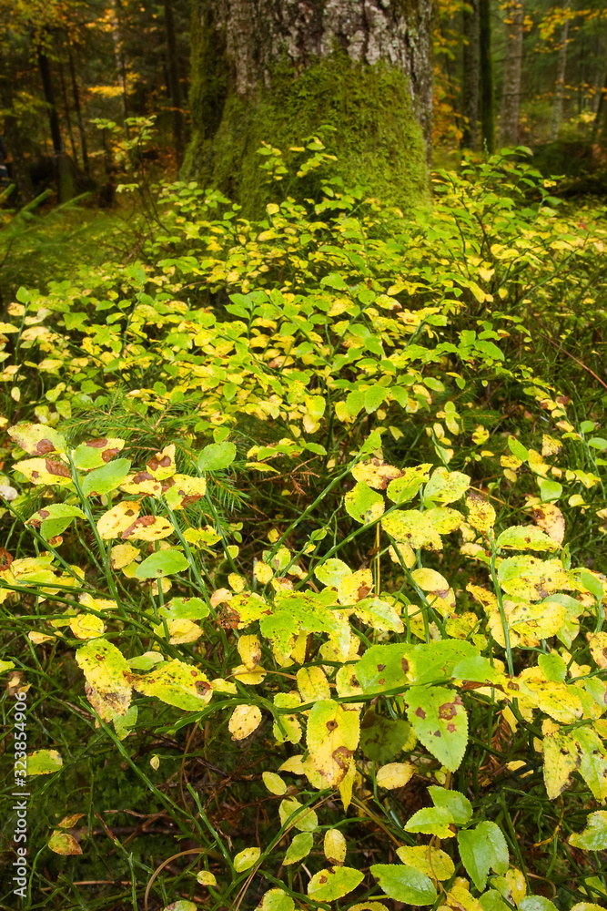 Wet forest with moss epyphytes, Sunger, Gorski kotar Wet forest with moss epyphytes, Sunger, Gorski kotar