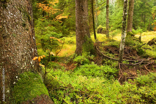 Wet forest with moss epyphytes, Sunger, Gorski kotar photo