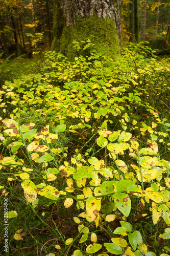 Fototapeta Naklejka Na Ścianę i Meble -  Wet forest with moss epyphytes, Sunger, Gorski kotar