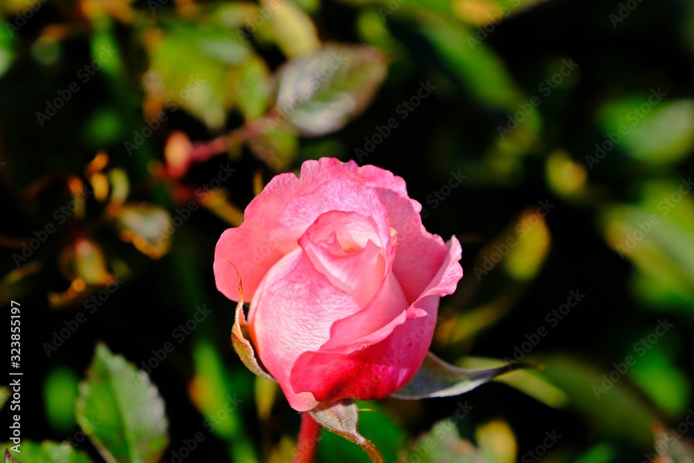 Beautiful mini pink rose with blurred green leaves background. Beautiful mini pink rose with blurred green leaves background.