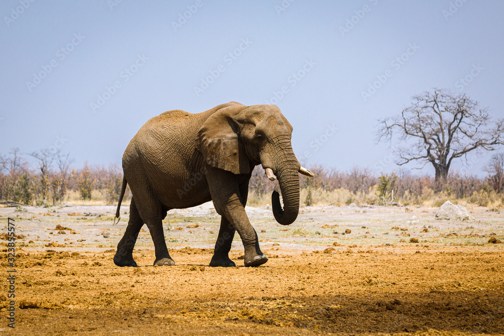 Fototapeta premium Elefant