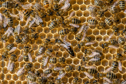 The queen bee swarm - selective focus photo