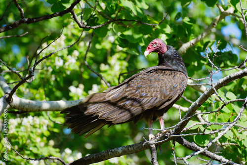 A Turkey Vulture perched in a tree on a bright sunny day