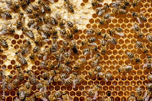 closeup of bees on honeycomb in apiary