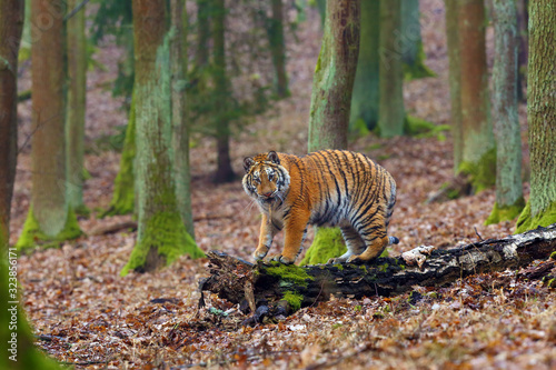 The Siberian Tiger (Panthera tigris tigris) also called Amur tiger (Panthera tigris altaica) in the forest, Young female tiger in the forest. A young tiger playing with a stick in the mouth.