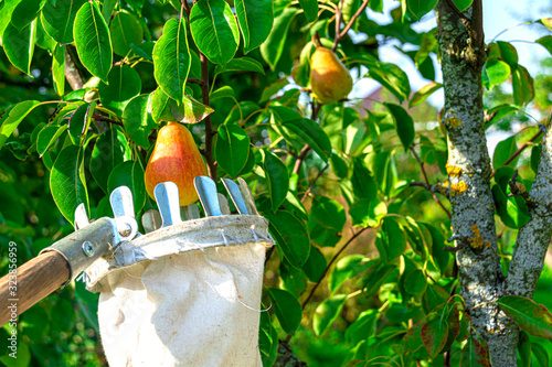 Pear picking with a tall tree fruit picking device.