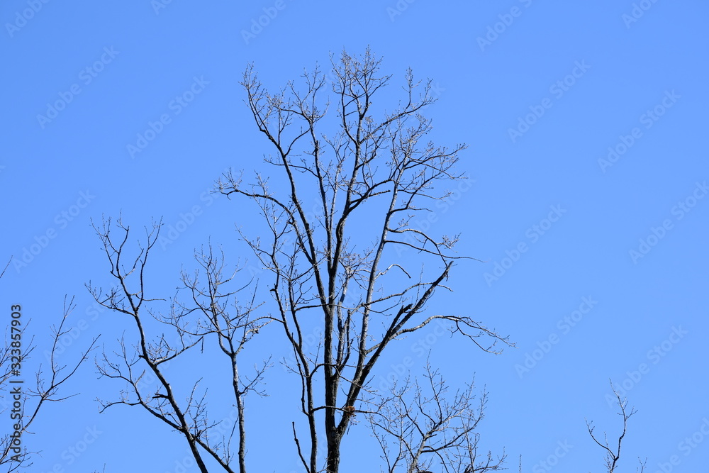 winter tree winter tree