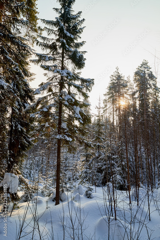 Winter forest and snow covered trees in it in a sunny day Winter forest and snow covered trees in it in a sunny day