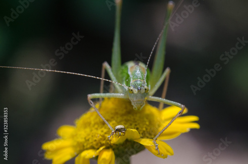 European locust (Poecilimon thoracicus) on yellow flower in the garden, Closeup view