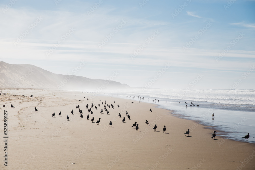 birds on foggy beach at Montana De Oro State Park, California birds on foggy beach at Montana De Oro State Park, California