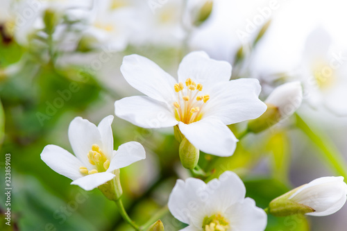 Beautiful white tung flower blooms in spring   tung tree flower   