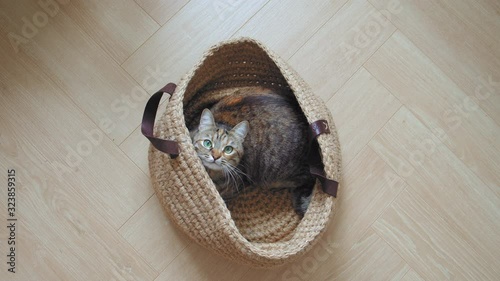 Domestic Cat with stupid funny muzzle sitting in linen basket and looking around