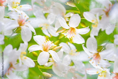 Beautiful tung flower background pattern, white tung flower blooms in spring（tung tree flower）