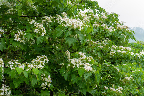 Beautiful white tung flower blooms in spring（tung tree flower）