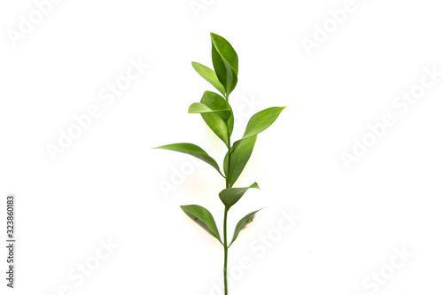 Fototapeta twig of ruscus plant on white background.