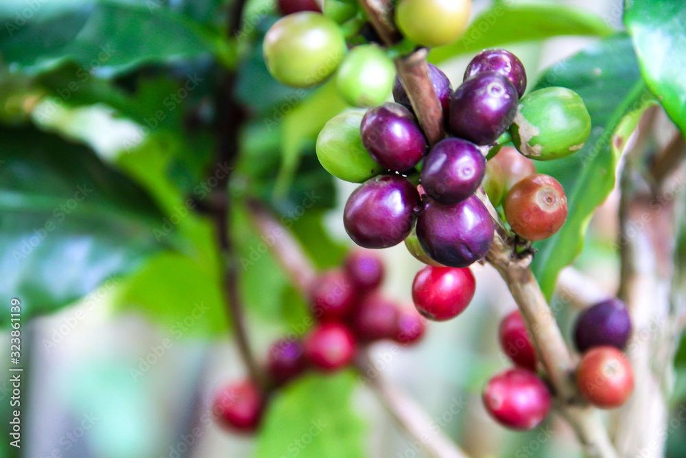 Fresh organic raw and ripe coffee beans on branch of tree with green leaf garden farm outdoor background