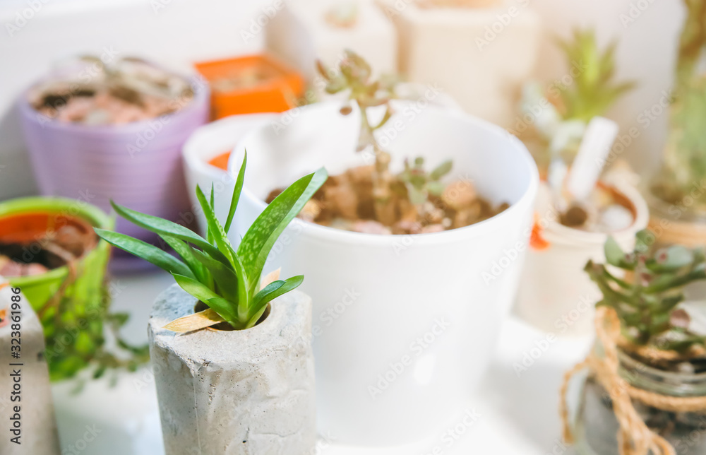 Tiny succulents in concrete plant holders on window ceiling. Small cactus and moss in handmade vases of different shapes. Stylish and eco friendly planters.