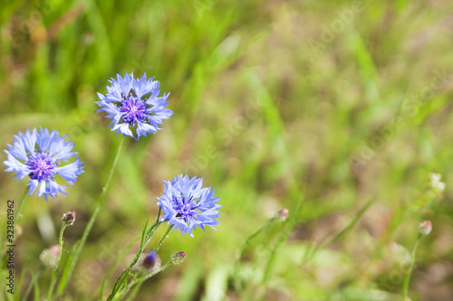 Blue Cornflower  Centaurea cyanus  flowers on a background of beautiful evening light. Wildflower Cornflower macro  selective focus