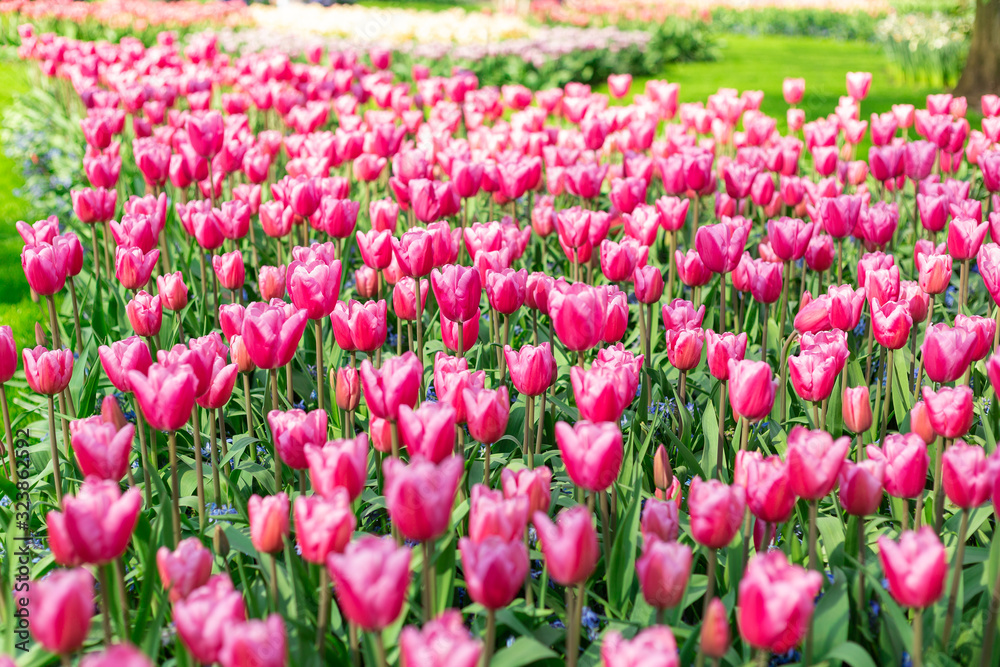 Flower bed of beautiful tulips. Beautiful spring tulips flowers in park. Sunny day