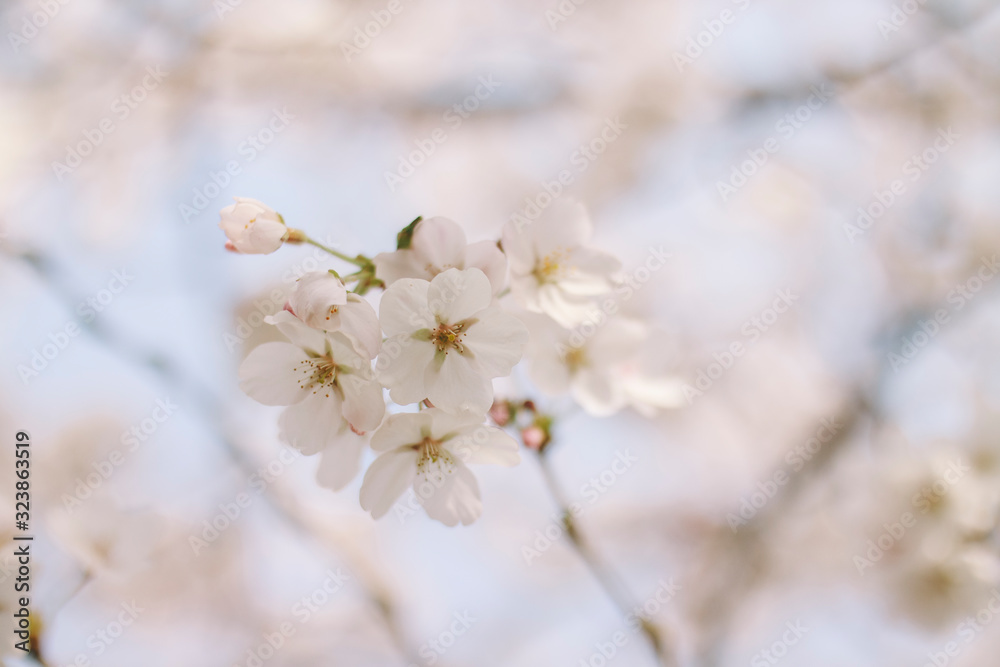 벚꽃 벚꽃