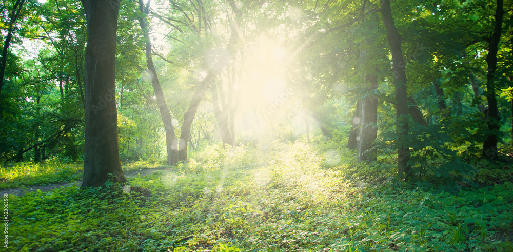 The rays of the sun through the branches of trees. Morning in the forest. Spring or Summer