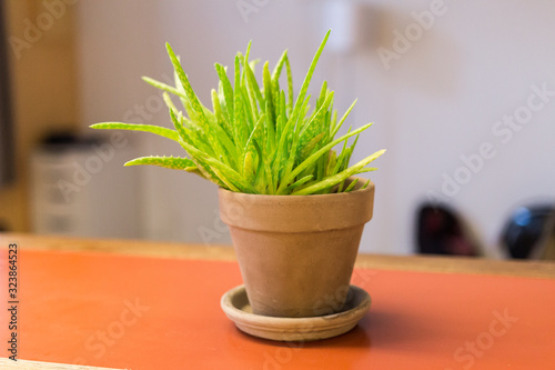 Aloe Vera plant in a terra cotta pot on a orange kitchen counter. Can be used as a medicine & pharmaceutical purposes. Growing naturally. Succulent plant (Asphodelaceae) in a very good shape.