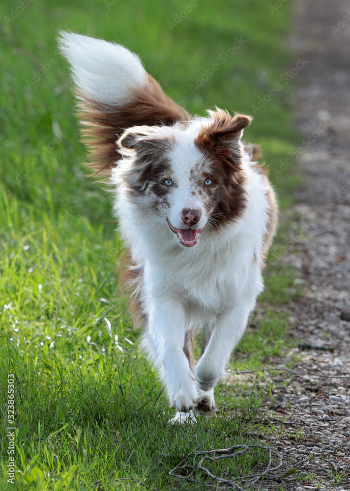 Chocolate - Merle - Bordercollie mit blauen Augen rennt in der Wiese im Gras und schaut direkt in die Kamera