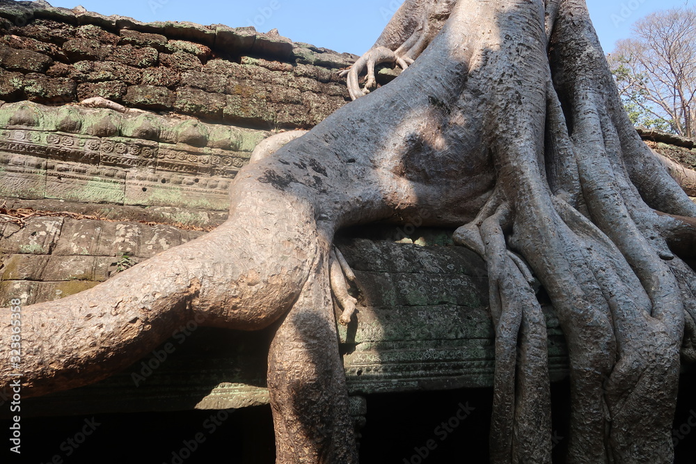 giant tree roots growing over ancient temple ruins, angkor wat, cambodia, khmer civilisation