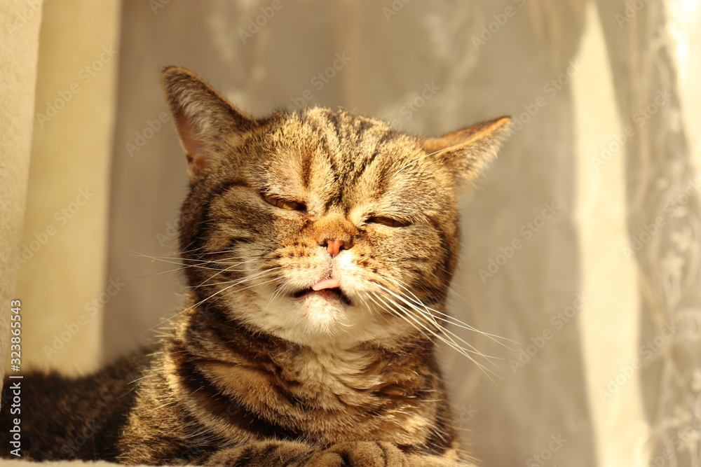 眠そうな舌出し猫アメリカンショートヘアー