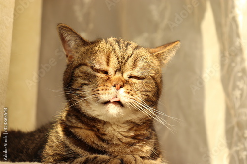 眠そうな舌出し猫アメリカンショートヘアー © chie