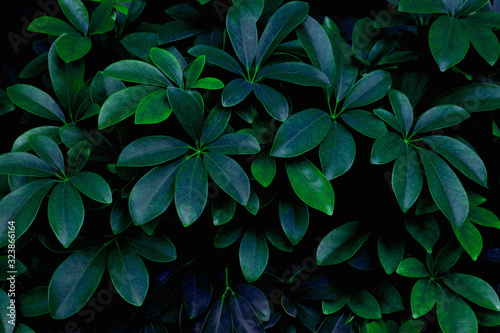 closeup nature view of green leaf and water drop  dark wallpaper concept  nature background  tropical leaf