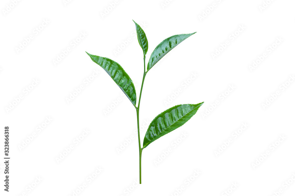 green tea leaves isolated on white background for design elements, fresh green leaves