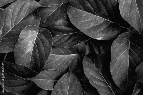 closeup nature view of monochrome leaf and water drop, dark wallpaper concept, nature background, tropical leaf
