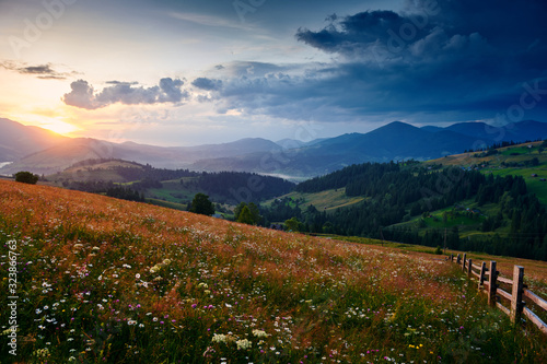 Fototapeta Naklejka Na Ścianę i Meble -  wildflowers, meadow and beautiful sunset in carpathian mountains - summer landscape, spruces on hills, dark cloudy sky and bright sunlight