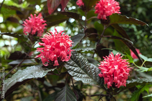 flowering plant in family Acanthaceae. jacobinia carnea flower as natural background photo