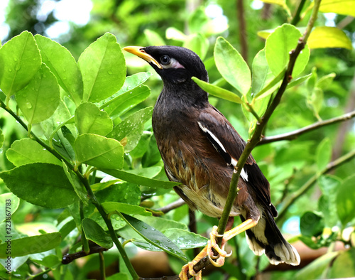 crow on branch