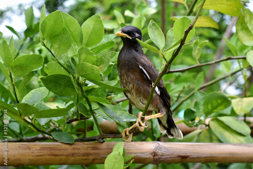 A myna bird on a branch A myna bird on a branch