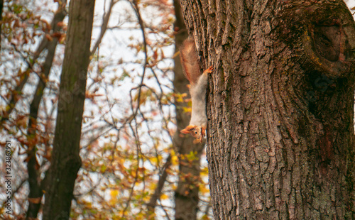 Red squirrel sits on a tree and eats seeds from a hand in a city park.