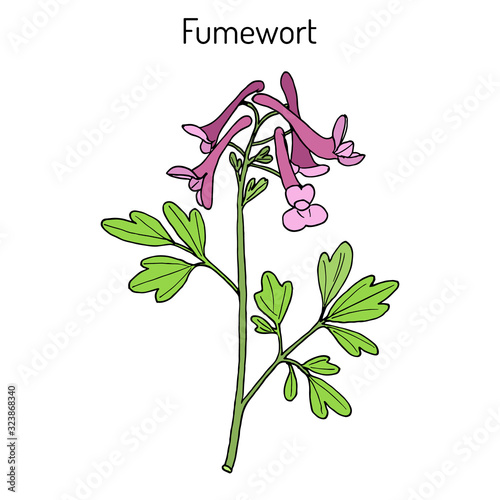 Fumewort Corydalis solida , medicinal plant