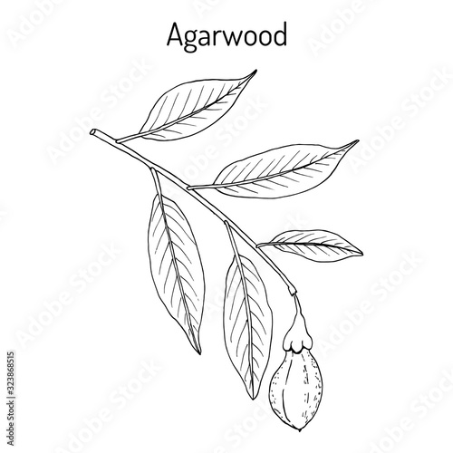 Agarwood or aloeswood Aquilaria agallocha , medicinal plant