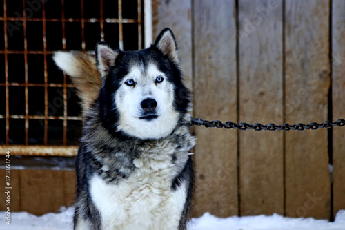 portrait of siberian husky